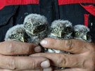 Ornitologové vyvěšují nové budky, aby nadějné potomstvo sýčka mělo kde najít...