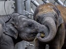 Zleva Rudi a Max. Dv mláata slon indických, narozená v Zoo Praha. 