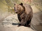 Po třech měsících se medvědi z plzeňské zoo probudili ze zimního spánku. (27....