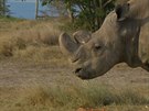 V Keni uhynul poslední samec nosoroce severního bílého