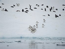 V Antarktid by mla podle EU a Greenpeace vzniknout obí pírodní rezervace,...