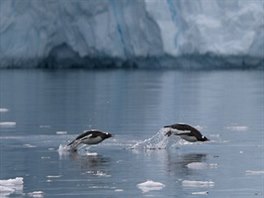 V Antarktidě by měla podle EU a Greenpeace vzniknout obří přírodní rezervace,...