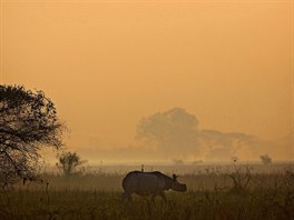 V PŘÍRODĚ. Jeden z nosorožců indických si kráčí v parku Pobitora Wildlife...