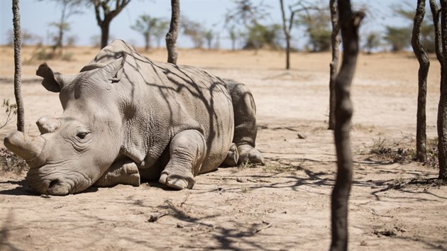Královédvorská zoo se podílela na vzniku zahraničního dokumentu o nejohroženějších zvířatech planety The Last Animals. Samec Súdán byl uspán v keňské rezervaci 20. března 2018.