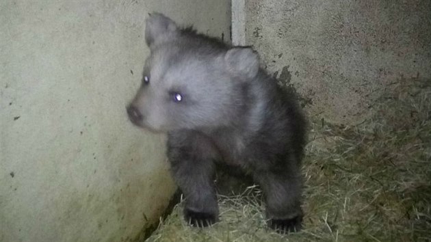 V hlubocké zoo se v lednu narodilo mládě vzácného medvěda plavého.
