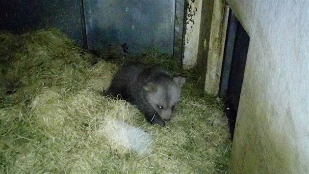 V hlubocké zoo se v lednu narodilo mládě vzácného medvěda plavého.