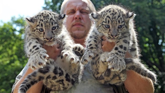 Před devatenácti lety byl Jan Vašák v jihlavské zoo u prvního odchovu irbisů a pyšně ukazoval nová mláďata také v červenci 2011.