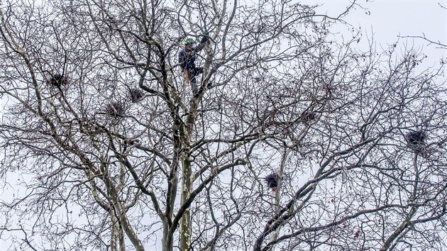 Arborista a stromolezec Milan Anto likviduje hnzda havran v centru Chrudimi.