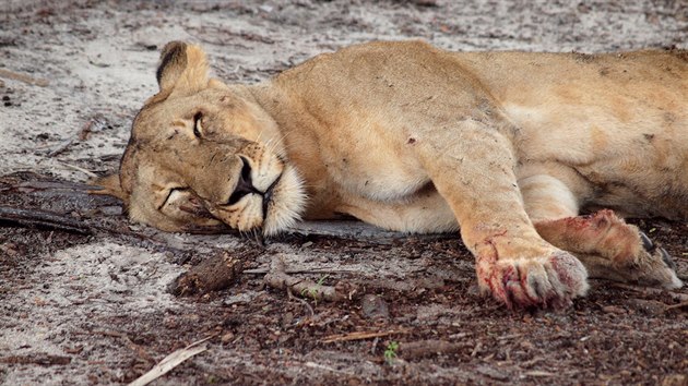 Selousova rezervace (Selous Game Reserve) je chrnn zem pro pvodn africkou faunu na jihovchod Tanzanie (region Lindi). 