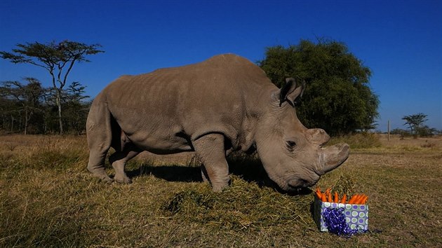 Uhynul poslední nosorožec severní bílý. Záběry z keňské zoo.