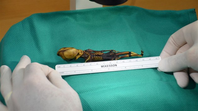 Holčička nalezená v roce 2003 v chilské poušti měřila necelých třináct centimetrů.