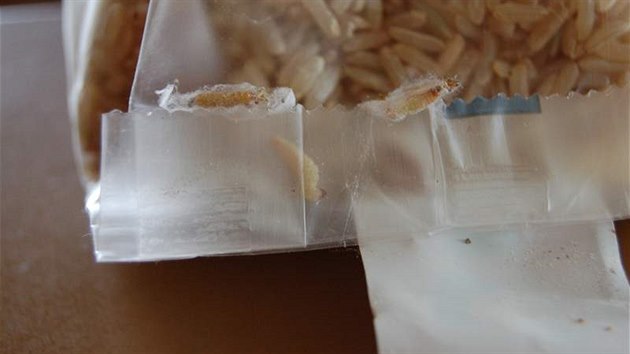 Housenky mola potravinového v záhybu sáčku rýže