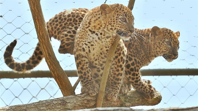 V brněnské zoo pojmenovali malé levharty. Holka dostala jméno Aruni a kluk Ashanga (24. března 2018).