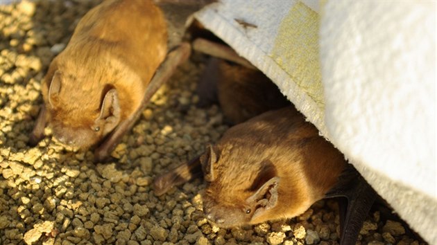 Týden před vypuštěním záchranáři netopýry probudili a začali s jejich přikrmováním. 