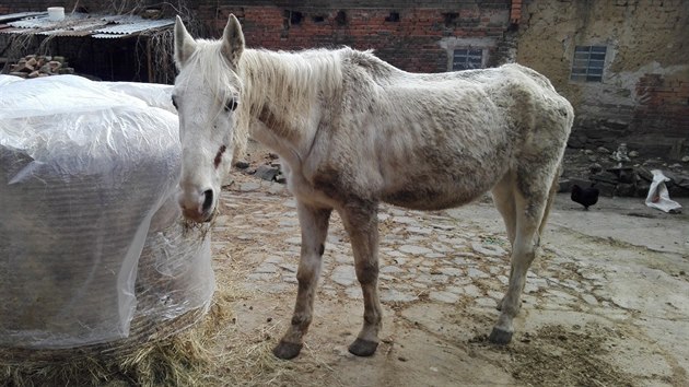Snímek týraného vyhladovělého lipického koně, kterého veterináři objevili při kontrole u ženy v obci Hruška na Prostějovsku. (23. března 2018)