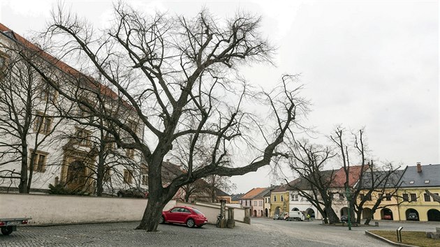 estice lip roste uprosted Hornho nmst v Perov u vce ne sto let, kvli infekci kmen i vtv jsou ale stromy ve patnm stavu.