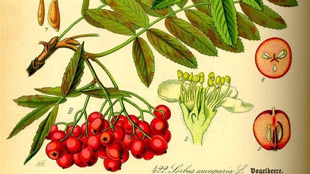Popis moravského sladkoplodého jeřábu, který před 200 lety vyšlechtili sadaři na Jesenicku, v historickém rostlinopisu.
