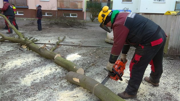 Pracovnci technickch slueb kc stromy v mstskm parku v Tniti nad Orlic.