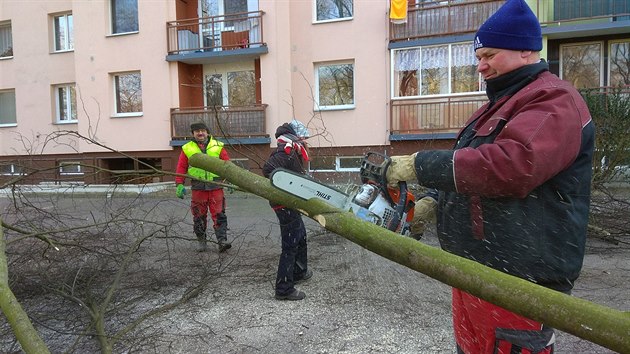 Pracovnci technickch slueb kc stromy v mstskm parku v Tniti nad Orlic.