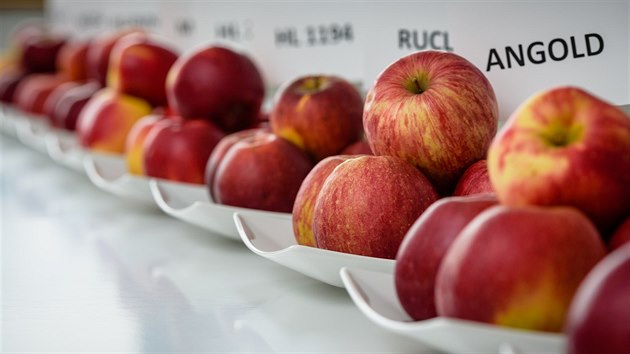 Angold - podle degustace v Holouvousích nejchutnější odrůda loňské sklizně. Jablko vyšlechtěné před 20 lety zatím v obchodech najdete jen těžko.