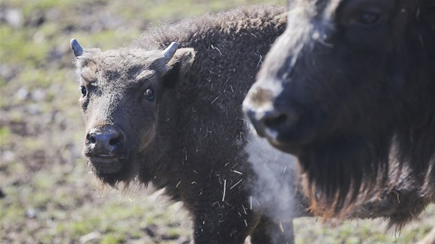 Novm prstkem plzesk zoo je mld zubra evropskho. Dostal jmno Ony. (21. 3. 2018)