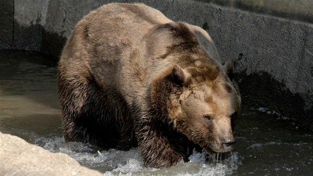 Po třech měsících se medvědi z plzeňské zoo probudili ze zimního spánku. (27. 3. 2018)