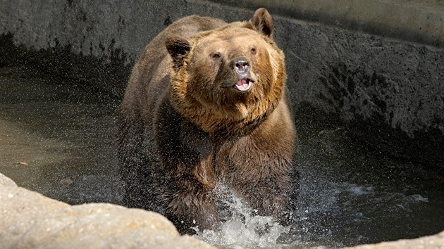 Po tech msících se medvdi z plzeské zoo probudili ze zimního spánku. (27....