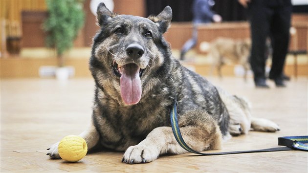 tveice sluebních policejních ps odchází do dchodu. (29. 3. 2018)