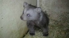 V hlubocké zoo se v lednu narodilo mlád vzácného medvda plavého.