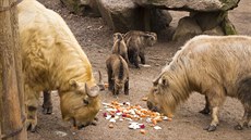 Nejnavtvovanjí místo v Libereckém kraji je liberecká zoo. Ta láká teba na lvy.