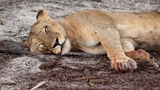 Selousova rezervace (Selous Game Reserve) je chrán�né území pro p�vodní...