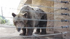 Probuzení medvdi v plzeské zoo se s chutí vrhli na pikoty