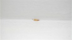 larva mola potravinového v rohu zdi
