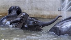 Slata Max a Rud pi koupání ve sloninci v Údolí slon Zoo Praha.