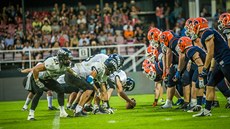 Black Panthers nedali v derby Prague Lions ádnou anci a vypráili svého soupee jednoznan 48:0. 