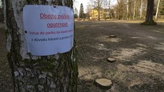 Nemocné nebo pekáející stromy v mstském parku v Týniti nad Orlicí ustoupily...
