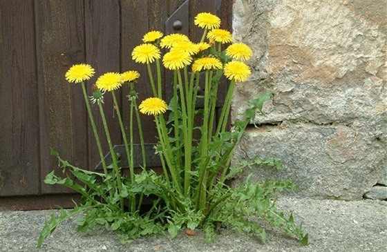 Pampelika neboli smetanka lkask (Taraxacum officinale)