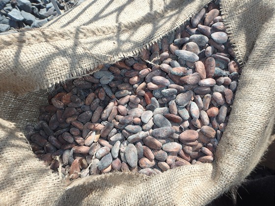 Paskovtí celníci zadreli tém 22 tun kakaových bob porostlých plísní.