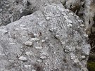 Migmatitizovaná rula: detail horniny