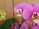Kr�sa orchidei� v bud�jovick�m Metropolu