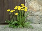 Pampelika neboli smetanka lékaská (Taraxacum officinale)