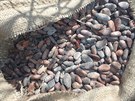 Paskovtí celníci zadreli tém 22 tun kakaových bob porostlých plísní.