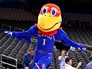 Maskot Kansas Jayhawks ádí na tréninku svého týmu ped semifinále NCAA v...