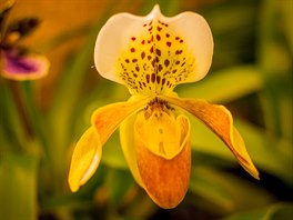 A do 15. dubna je v DK Metropol prodejn vstava orchidej.