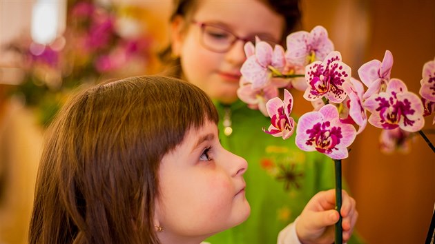 Až do 15. dubna je v DK Metropol prodejní výstava orchidejí.