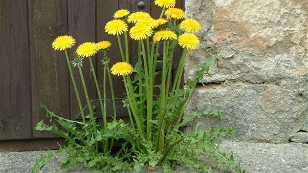 Pampelika neboli smetanka lkask (Taraxacum officinale)