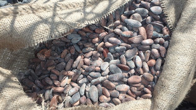 Paskovští celníci zadrželi téměř 22 tun kakaových bobů porostlých plísní.