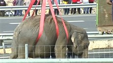 Bhem nehody ve panlsku zahynul slon a dalí dva se zranili