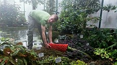 Zahradník Luká Koprnický o zmijovec titánský v liberecké botanické zahrad...