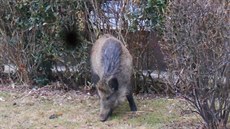 Divoké prase pasoucí se na Severní Terase.